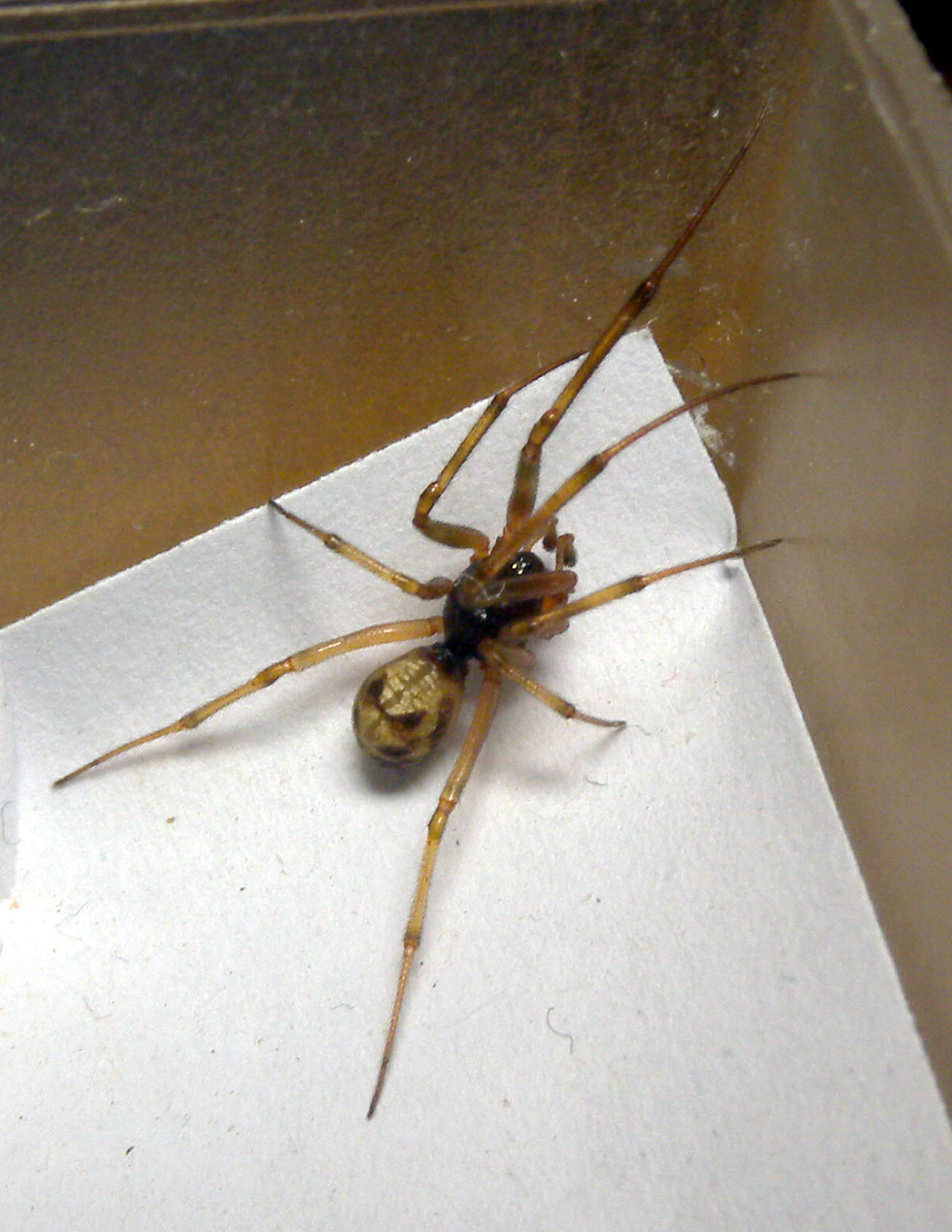 Steatoda triangulosa